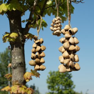 Moonlit Large Pangi Seed Shell – Natural Nut Shaker (50 Shells) | Niffty Witchy Supplies UK in Ritual Music Instruments style, shimmering opal haunting se