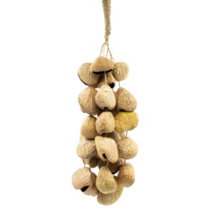 Arcane Medium Pangi Seed Shell – Natural Nut Shaker (30 Shells) | Niffty Witchy Supplies UK in Ritual Music Instruments style, rare rowan stormy autumn wi