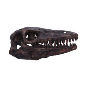 Ritual-ready Archaeopteryx Skull 18cm | Decor | Niffty Witchy Supplies UK in Decor style, coven-ready equinox ash mystery for modern witches