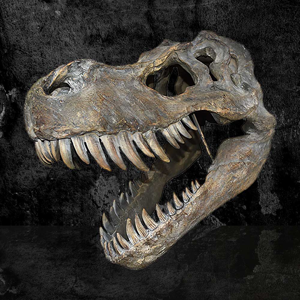 Tyrannosaurus Rex Skull Large 51.5cm B/strap | Decor | Niffty Witchy Supplies UK