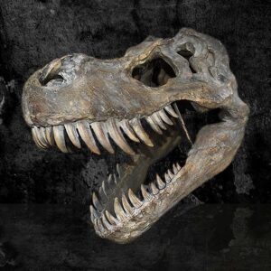 Tyrannosaurus Rex Skull Large 51.5cm B/strap | Decor | Niffty Witchy Supplies UK