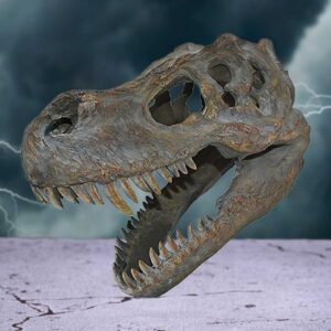 Tyrannosaurus Rex Skull Small 39.5cm B/strap | Decor | Niffty Witchy Supplies UK