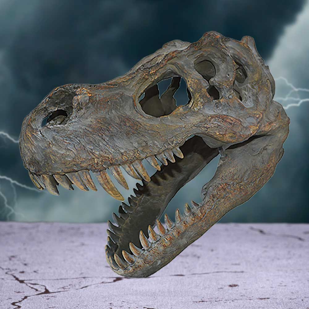 Tyrannosaurus Rex Skull Small 39.5cm B/strap | Decor | Niffty Witchy Supplies UK