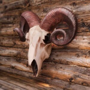 Rams Skull Medium 33cm | Decor | Niffty Witchy Supplies UK