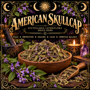 Illustration labelled American Skullcap, showing dried leaves and stems in a wooden bowl with purple flowers