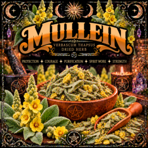 Illustration labelled Mullein, showing dried leaves and yellow flowers in a wooden bowl